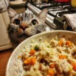 A cat looking at a bowl of a Healthy Indoor Cat Meal with anticipation.
